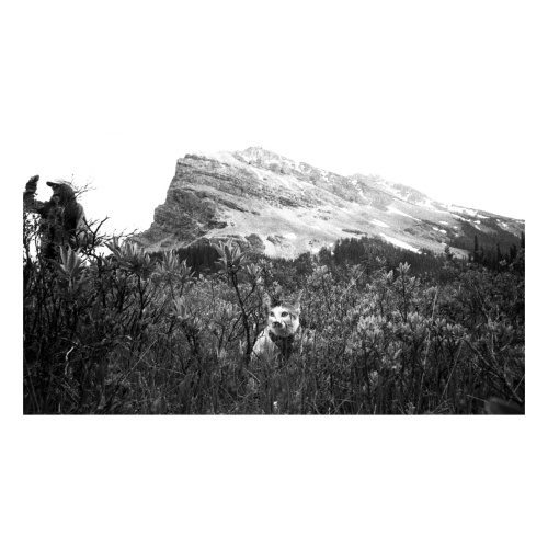 Mountain garden 