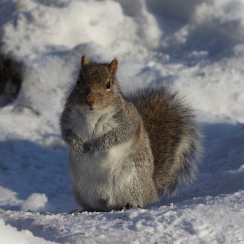 I know I buried some snacks around here somewhere...