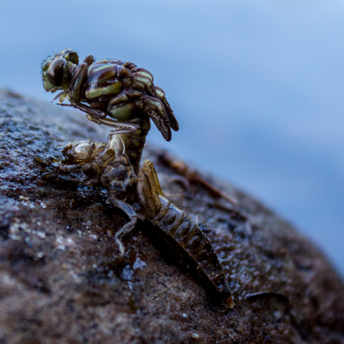 Metamorphosis