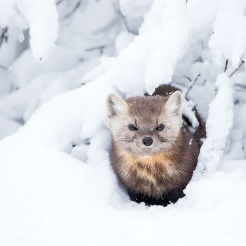 Security Blanket of Snow