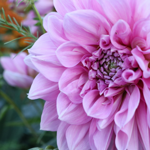Dahlia at Dunsmuir Community Garden