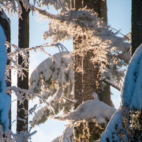 Winter's Breath