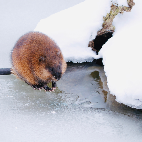 Muskrat
