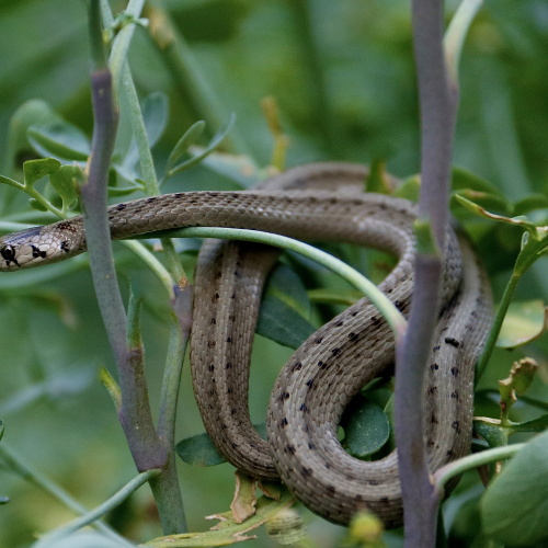 DeKays Brown Snake