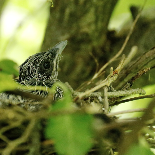 Baby Black-billed Cuckoo