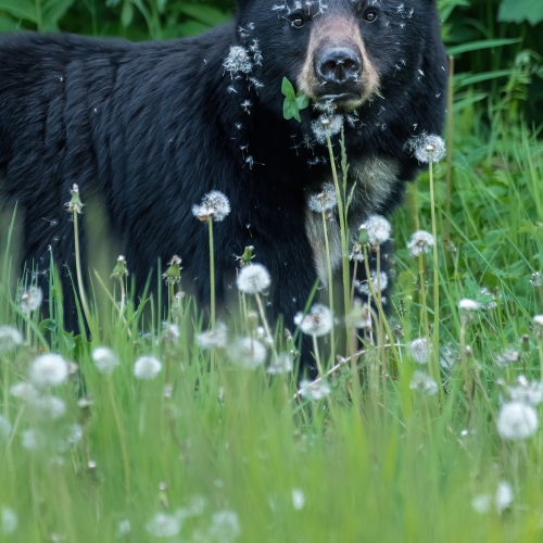 Dandelion Problem