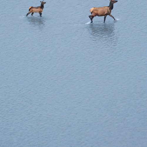 Elk Crossing