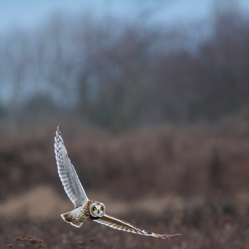 Short-eared Hunting