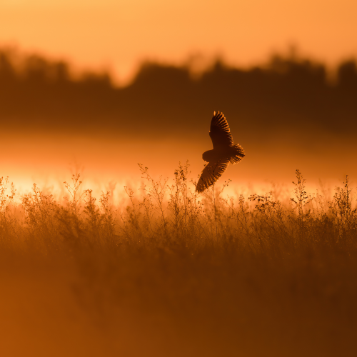 Hunting in Orange