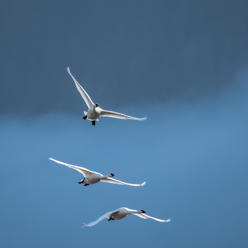 Trumpeter Migration