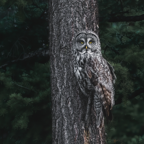 Master of Camouflage