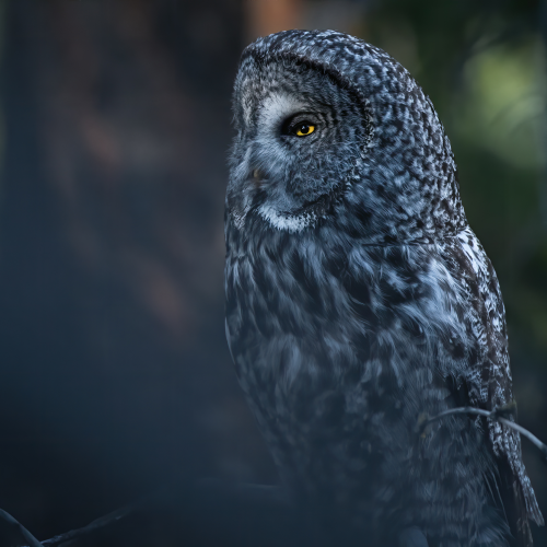 Great Grey Serenity
