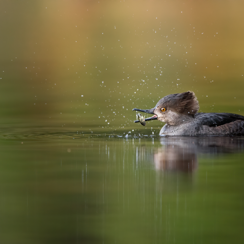 Stickleback Snack
