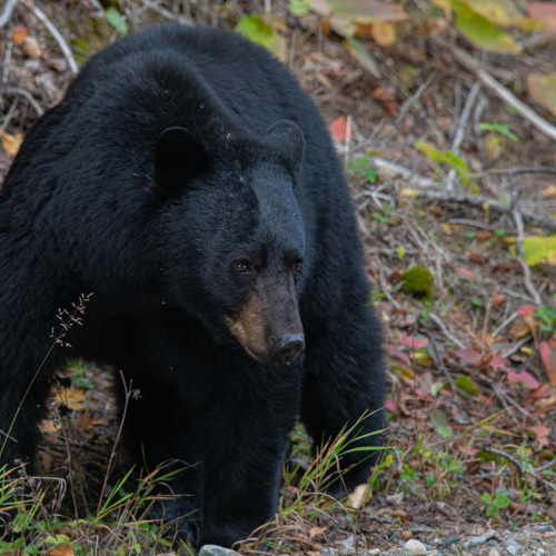 Northern Ontario Black Bear
