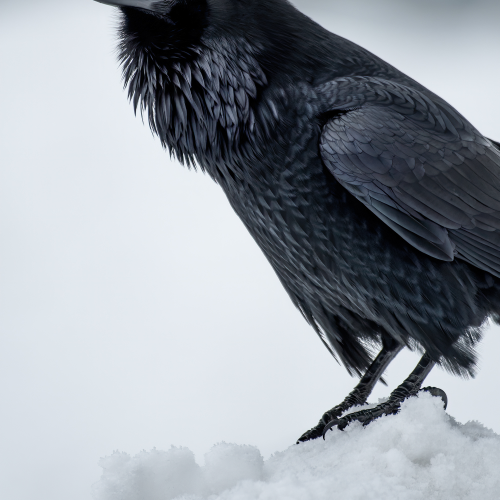 Raven Feathers
