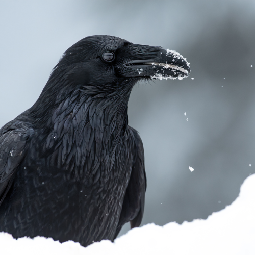 Snowy Beak