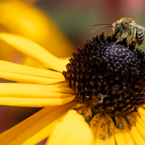 Busy Honey Bee