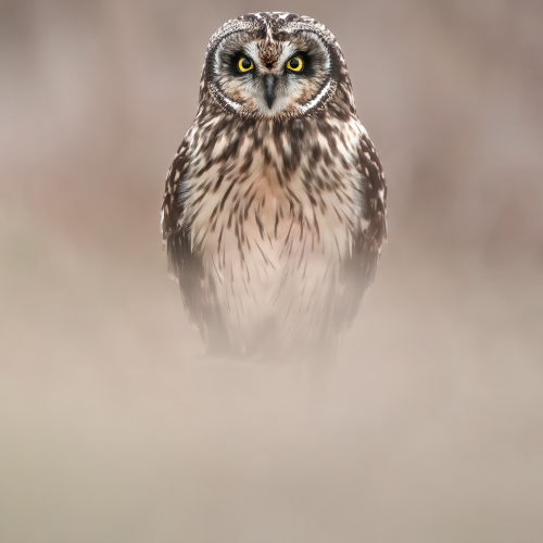 Shortie Staredown