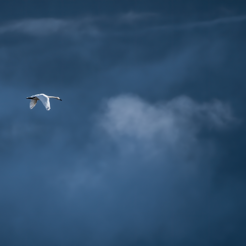 Swan Song