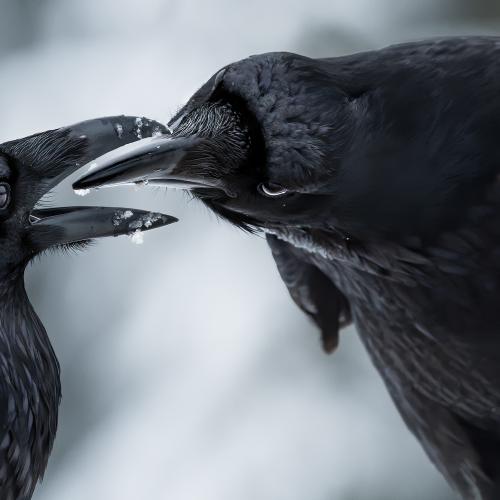 Beak to Beak