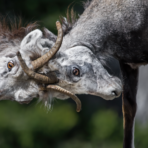 Head to Head
