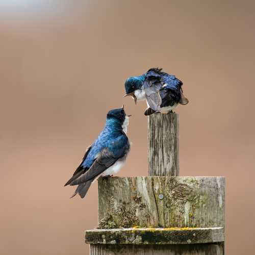 Swallow Spat