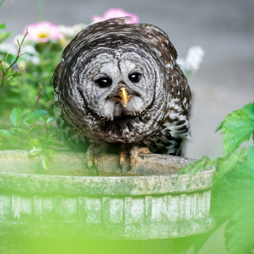 Garden Owl