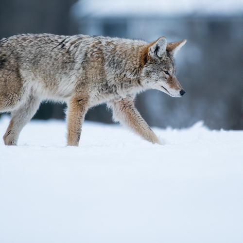 Urban Winter Coyote