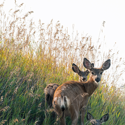 Three Urban Deer