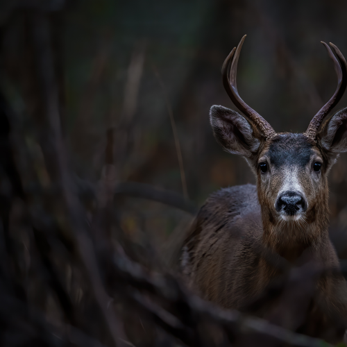 Deer in the Dark