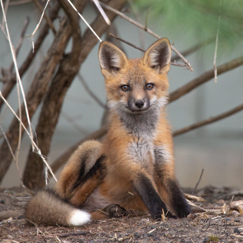 Red Fox Kit