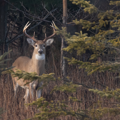 White Tail Buck