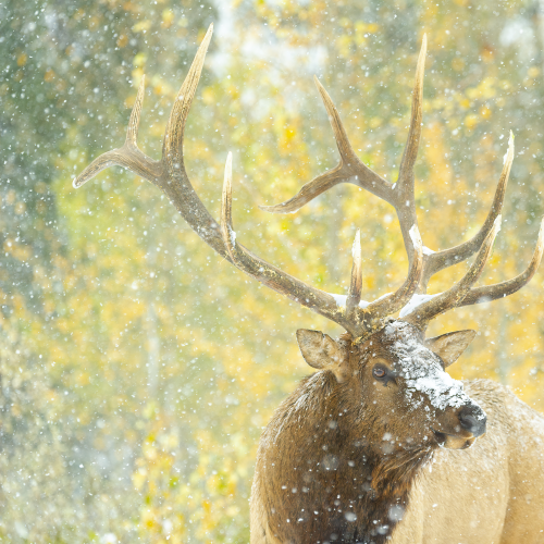 Winter Came Early
