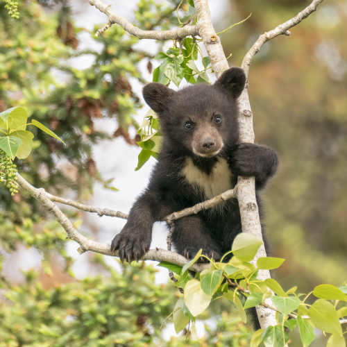 Tree Lookout