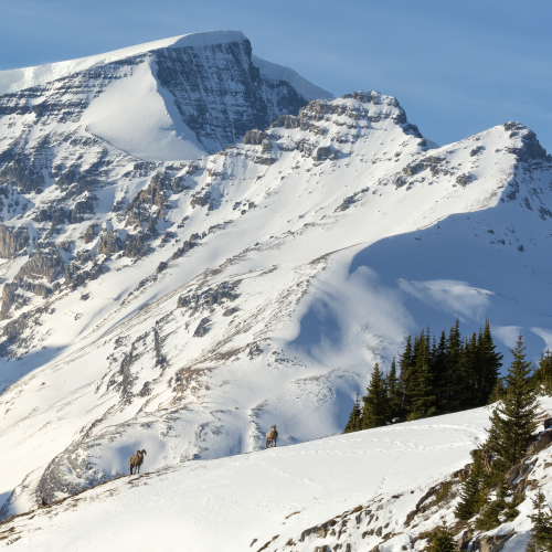 Bighorn Mountain Splendor