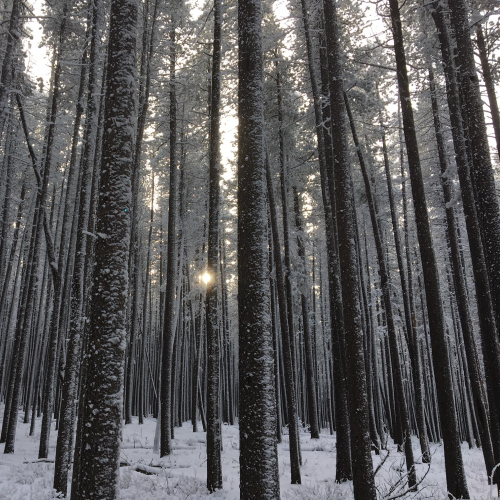 Twisted Tree Trail