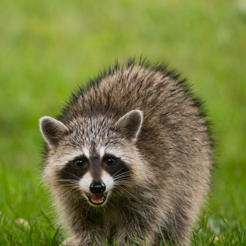 Little Visitor