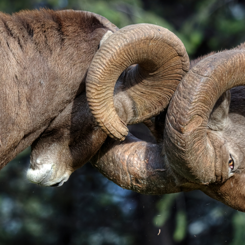 Ram Bang!