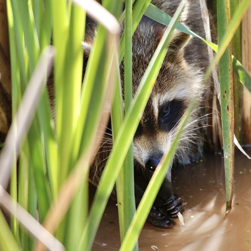 Raccoon Peeking