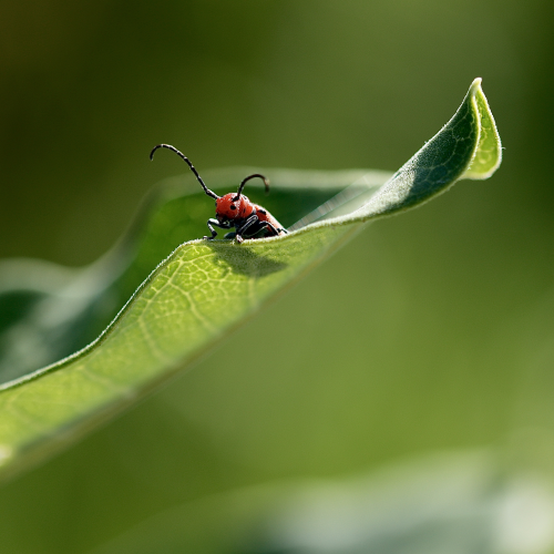   Red Milkweed Beetle