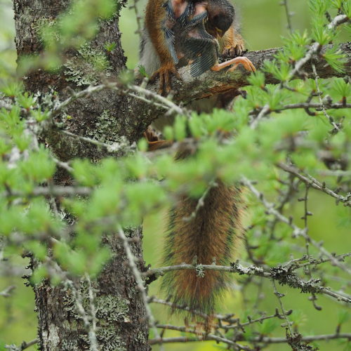 Nest Raider and Nestling