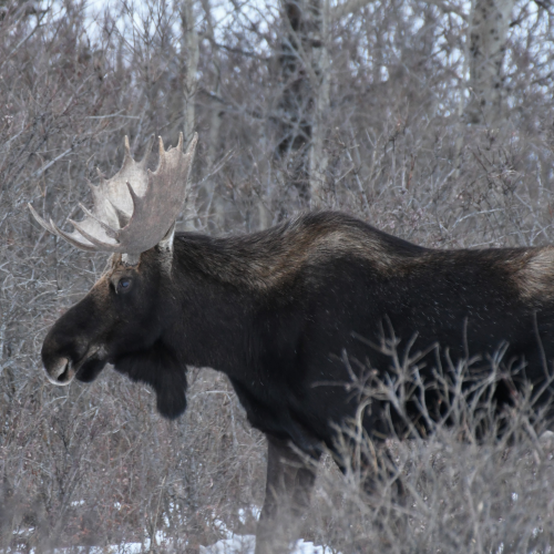 THE BULL