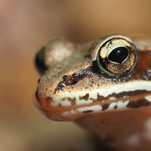Portrait of a Wood Frog