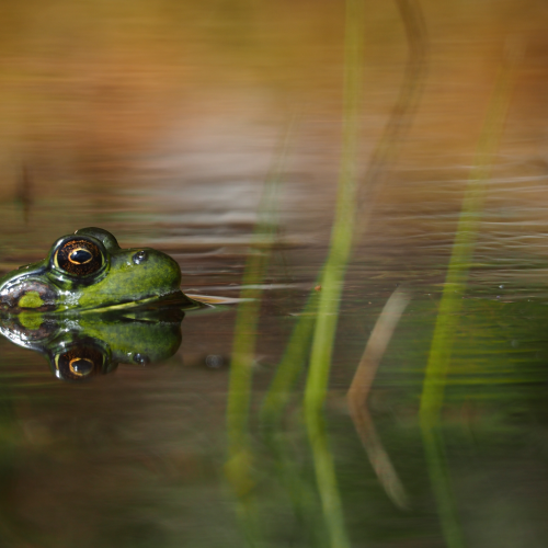 A little green frog swimming in the water