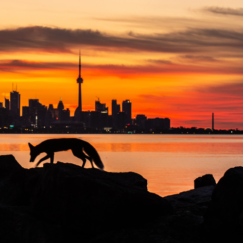 Little fox big city