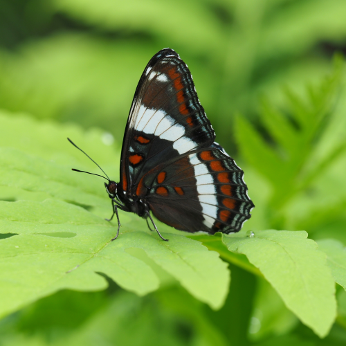 White Admiral