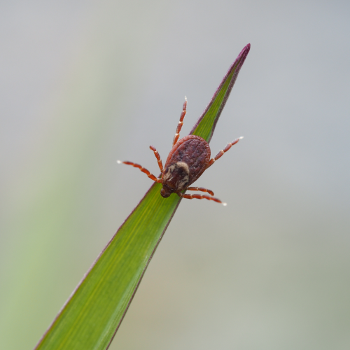 The Hitchhiker