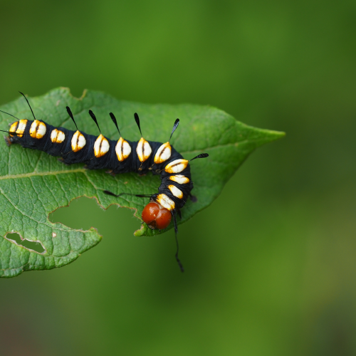 Paddle Caterpillar