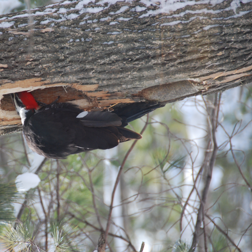 Pileated Woodpecker at Work