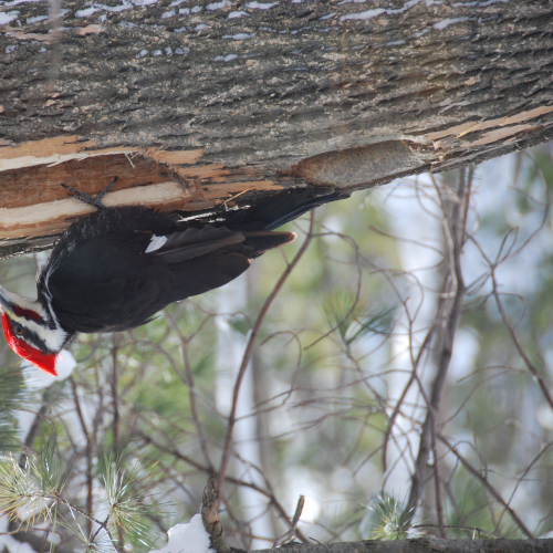 Pileated Woodpecker at Work